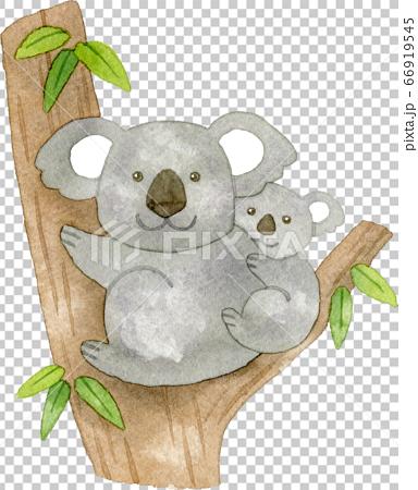 ユーカリの木と親子のコアラのイラスト素材