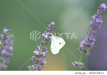ラバンディン（ラベンダー）の蜜を吸うモンシロチョウ 66919651