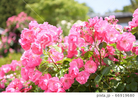 バラの花 アンジェラの写真素材