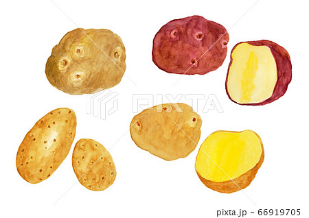 ジャガイモ(水彩画) 66919705