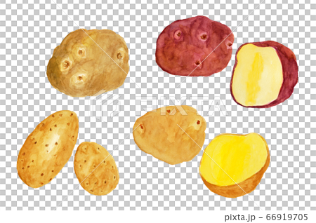ジャガイモ(水彩画) 66919705
