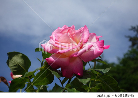 バラ 薔薇 ばら バラ 薔薇 ばら 66919948