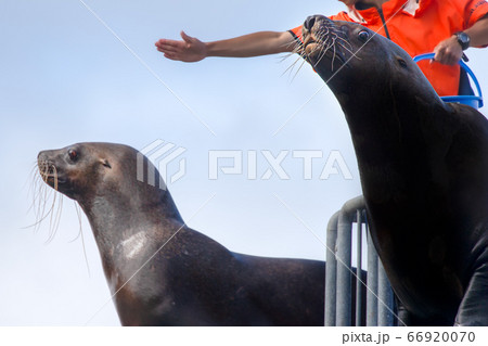 トド　おたる水族館　トドショー　北海道小樽市 66920070
