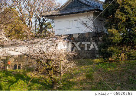千鳥ヶ淵の桜 千鳥ヶ淵の桜 66920265