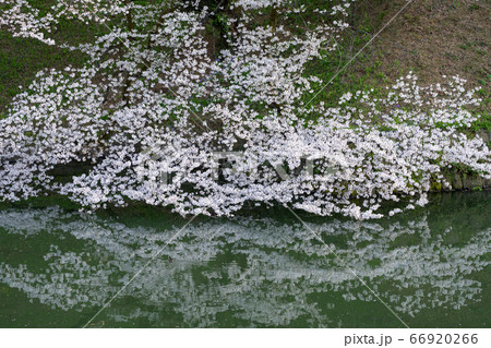 千鳥ヶ淵の桜 66920266