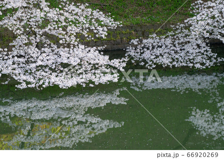 千鳥ヶ淵の桜 66920269