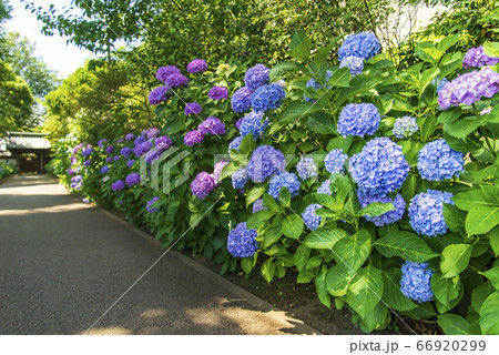 紫陽花① 66920299