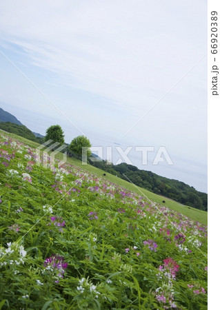 初夏のあわじ花さじき(クレオメ)(兵庫県淡路市) 初夏のあわじ花さじき(クレオメ)(兵庫県淡路市) 66920389