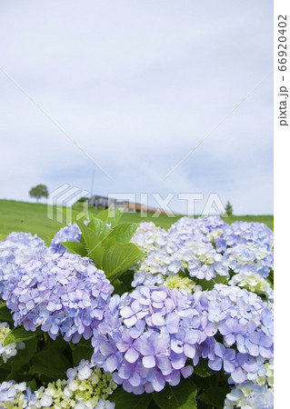 初夏のあわじ花さじき アジサイ 兵庫県淡路市 の写真素材