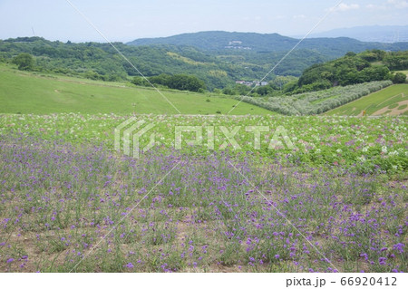 初夏のあわじ花さじき（三尺バーベナ）（兵庫県淡路市） 66920412