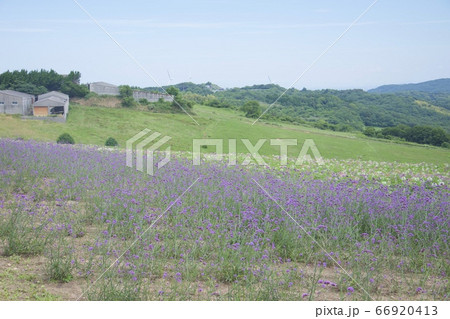 初夏のあわじ花さじき(三尺バーベナ)(兵庫県淡路市) 初夏のあわじ花さじき(三尺バーベナ)(兵庫県淡路市) 66920413