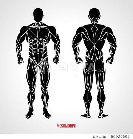 Body Type Mesomorph. Front and back view. Vector illustration 66920605