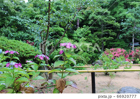紫陽花 名所 観音寺 【京都】 紫陽花 名所 観音寺 【京都】 66920777