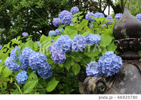 紫陽花 名所 観音寺 【京都】 紫陽花 名所 観音寺 【京都】 66920780