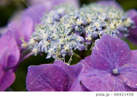 雨と紫陽花 雨と紫陽花 66921456