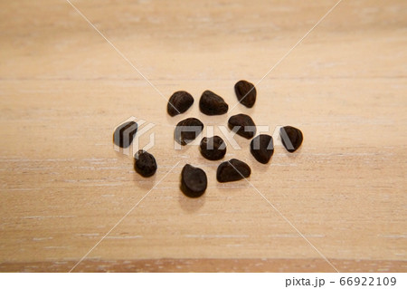 アサガオの種 66922109