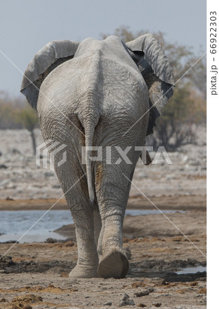 One big male African Elephant walking down the plains of Etosha National Park. One big male African Elephant walking down the plains of Etosha National Park. 66922303