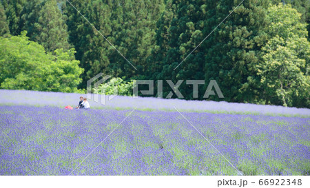 ラベンダー園 秋田県美郷町の写真素材