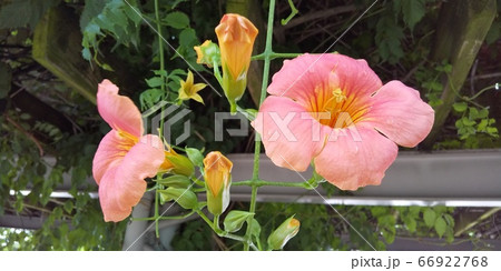 ノウゼンカズラ 66922768