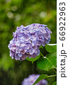 雨の紫陽花 66922963