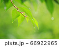 新緑 66922965