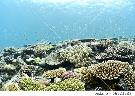 珊瑚畑 66923232