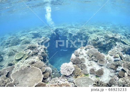 珊瑚の中へ 66923233