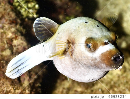 コクテンフグ 66923234