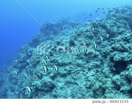 ツノダシの群れ 66923235