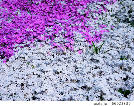 白とピンクの芝桜 66923389