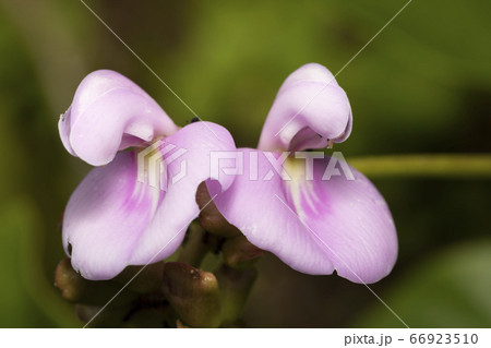 ハマナタマメ 66923510