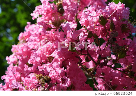 サルスベリ 66923624