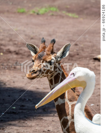 キリンとペリカン 66924186