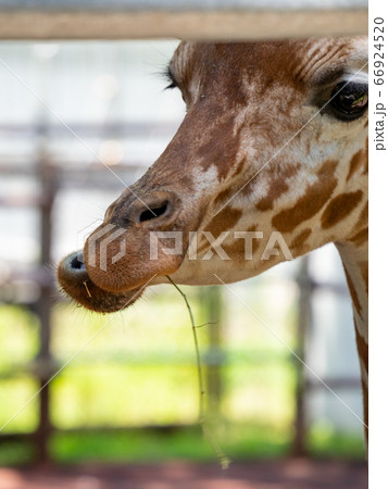 草を食むキリンの口元 クローズアップの写真素材