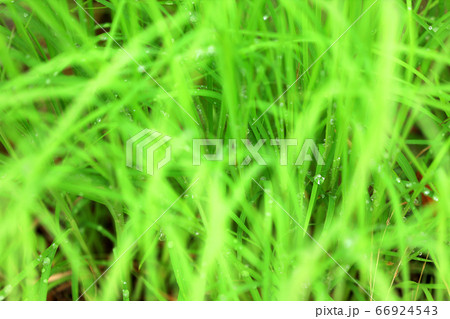 梅雨、6月、森林浴のイメージと水滴 66924543