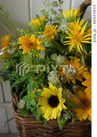 ヒマワリ 66924643