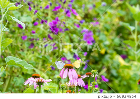 向かい合って食事をするチョウ 66924854