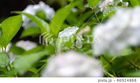 真っ白な紫陽花 真っ白な紫陽花 66924868