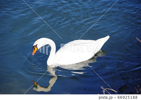 スイスの白鳥の写真素材 [66925188] - PIXTA