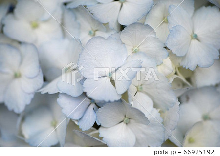 真っ白な紫陽花 真っ白な紫陽花 66925192