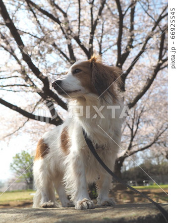 桜の下で犬散歩4 66925545