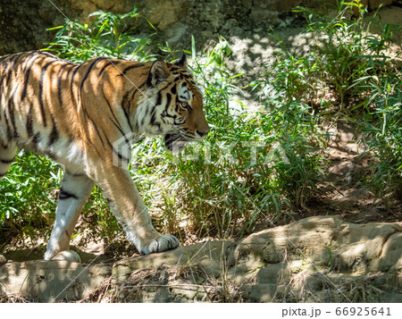笹藪を歩くトラ 66925641