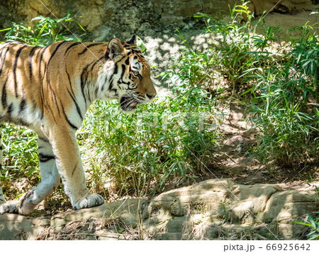 笹藪を歩くトラ 笹藪を歩くトラ 66925642