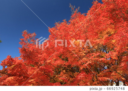 姫路城 紅葉 姫路城 紅葉 66925748