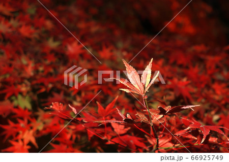 紅葉 紅葉 66925749