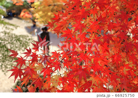 姫路城 紅葉 遊歩道 姫路城 紅葉 遊歩道 66925750
