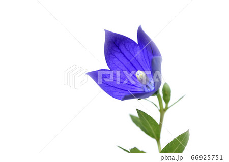 桔梗の花  秋の七草のひとつ (fix撮影) 桔梗の花  秋の七草のひとつ (fix撮影) 66925751