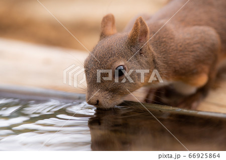 水場のリス 水場のリス 66925864