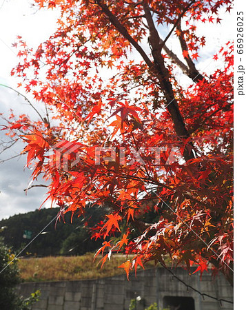 もみじ1 66926025