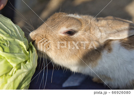 うさぎとエサの写真素材 うさぎとエサの写真素材